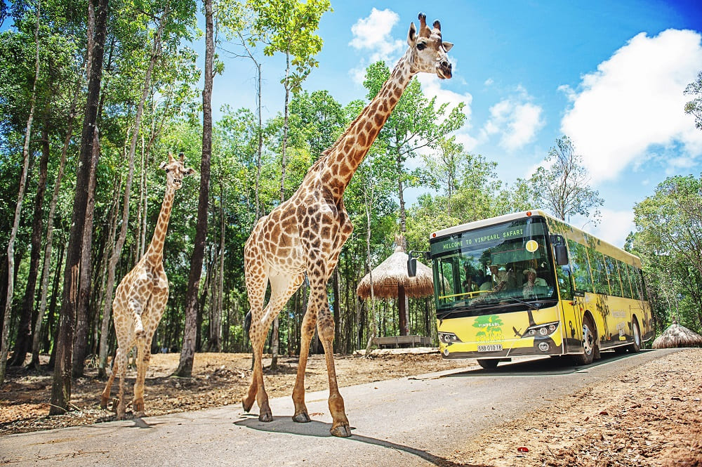 Xe bus tham quan Vinpearl Safari tại dự án Vinhomes Cam Lâm